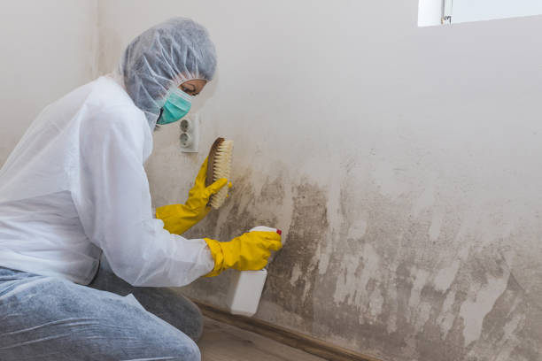 Best Attic Mold Removal  in Fort Gibson, OK