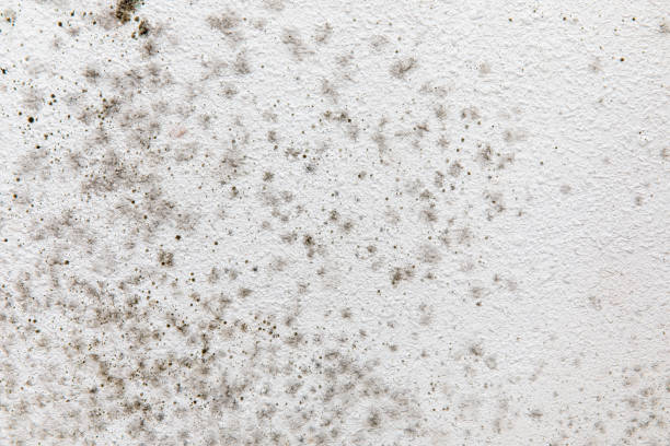 Best Dehumidification Services  in Fort Gibson, OK